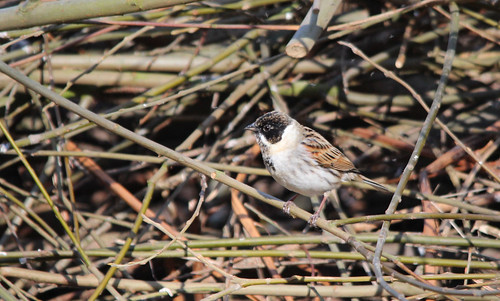 Reed Bunting | by Paul Brunt