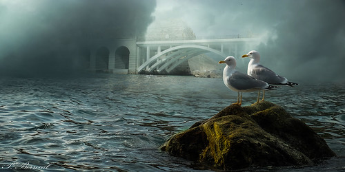 Gaviotas y su puente !! | by pedrofrancisco_berrocal