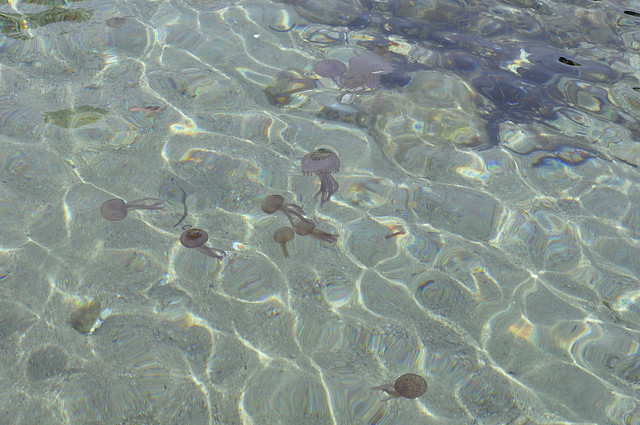 Don't swim here.