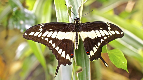 Thaos / King Swallowtail Butterfly | by ralph.stewart