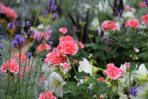 warm thoughts | by camera girl 108