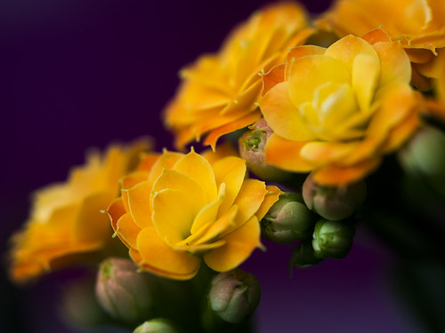 Kalanchoe bloom | by Jam-Gloom