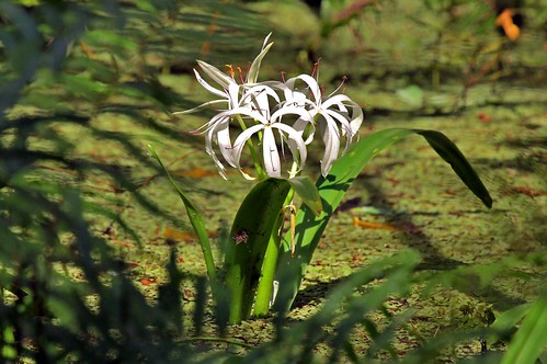 Swamp Flower: Lily | by Jan Nagalski