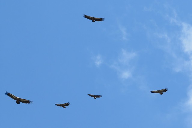 Escadrille de vautours
