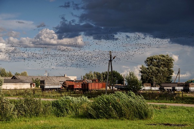 birds