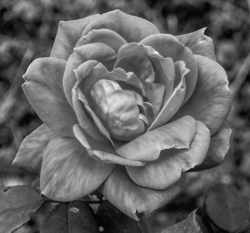 Petals Gray | by clarkcg photography