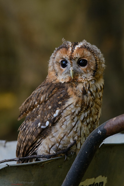 Tawny owl 25.08.18
