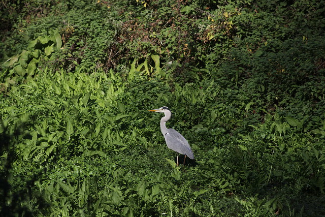 Grey Heron - Ardea cinerea