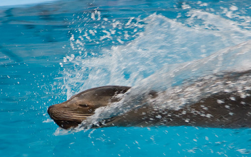San Diego Sea World-122 | by Steve O: in NC