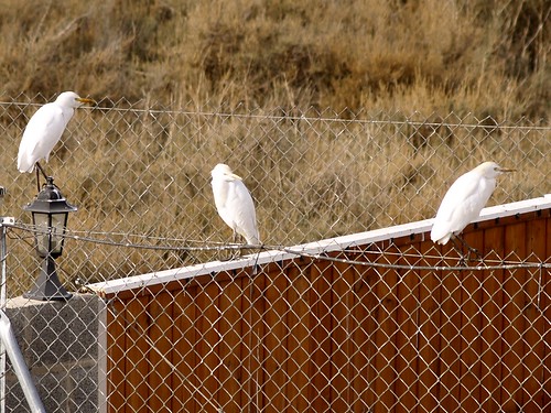 Esplugabous -  Garcillas Bueyeras - Cattle egrets (Bubulcus ibis) 2 | by fturmog