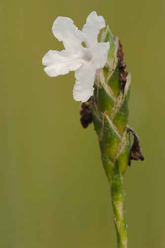 Elytraria caroliniensis var. angustifolia (Carolina scalystem) | by KeithABradley