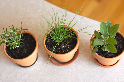 herb garden | by tiny abstraction