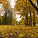 Autumn yellow leaves