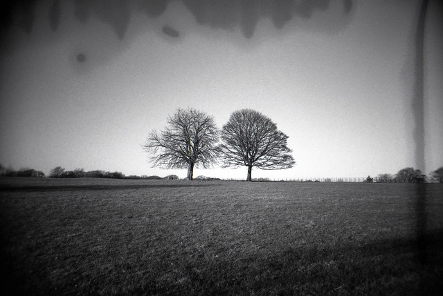 Two Trees