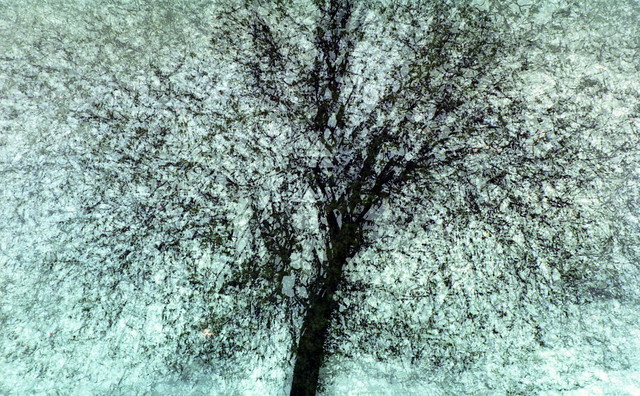 shimmering horse chestnut