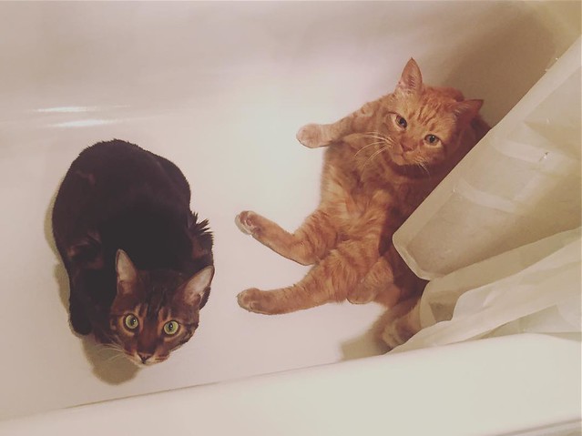 What a roller coaster of a week! With the flu 😷, and the bathtub got refinished. 🛀 #GingerCat #OrangeCat #OrangeTabby #Cat #kitty #OrangeTabbyCat #Cats #kittycat #OrangeCatsRule #CatsOfInstagram #Catstagram #catsagram #ネコ #ねこ #猫 #neko #garfield