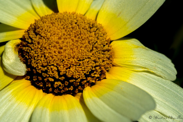 Chrysanthème Couronné