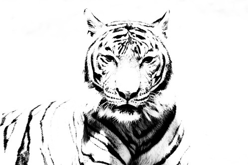 Bham Zoo 2 | by jimbenttree