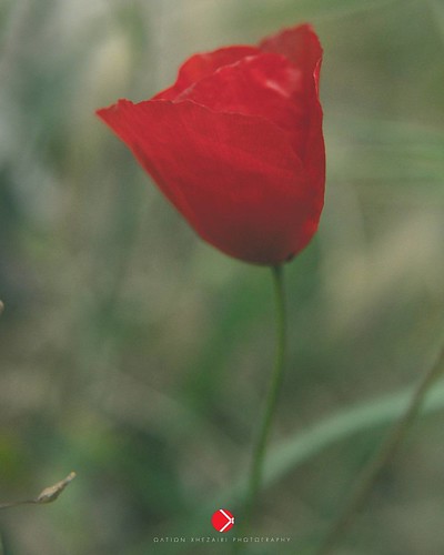 #Athens #Greece #nature #outdoors #leaf #flora #flower #spring #growth #bright #garden #grass #husk #delicate #environment #fragility #drop #petal #season #closeup #macro #macrophotography #macroworld #macrolens #macro_captures #macro_x #macro_perfection | by noitlo