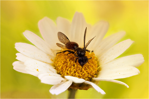 Sphecodes sp. Hymenoptera.( aportación de terraincognita96) | by dorolpi