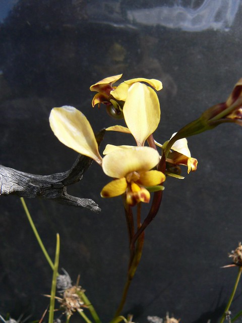Donkey orchid