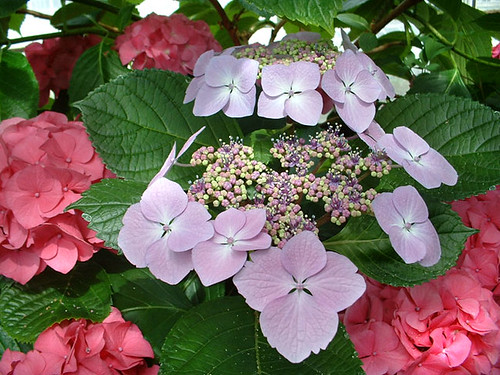 Hydrangeas Everywhere | by Just Mel in Seattle1