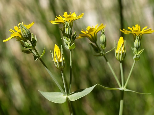 Blackstonia perfoliata 1 | by fturmog