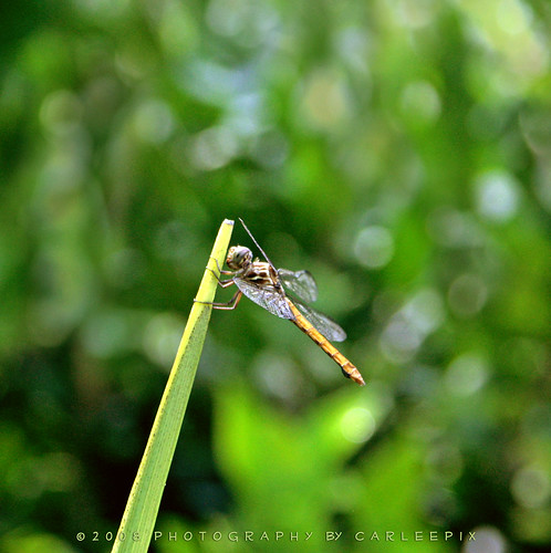Brown in yard | by kalole92