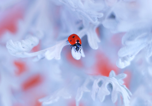 Ladybug in a Winter Wonderland | by ElenAndreeva