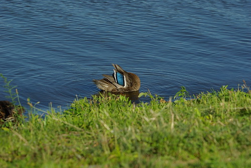 Duck showing her colors | by linuxtuxguy