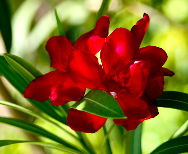 All By itself, A Red Oleander Bush Is Becoming a Tree