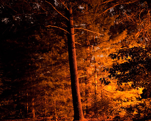Glowing pines | by Peter E. Lee