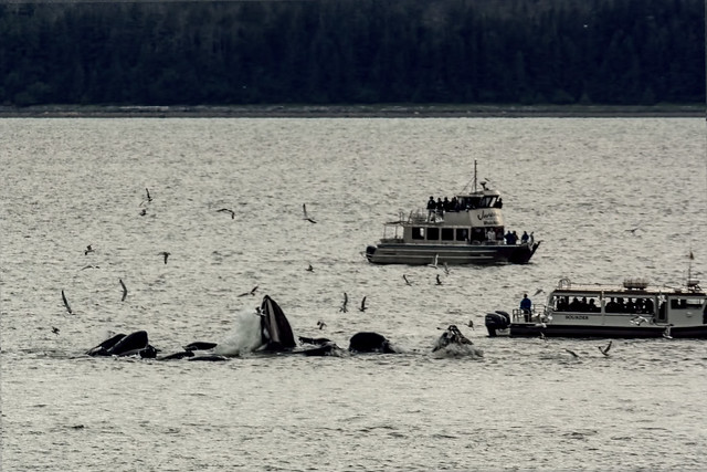 Humpback whales hunting. part 2 Prince Rupert Skagway