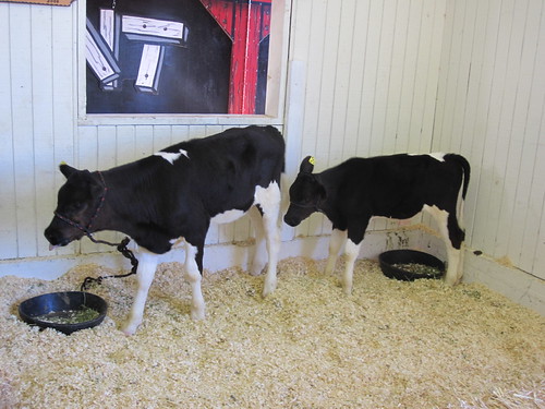 Veal | by revrev