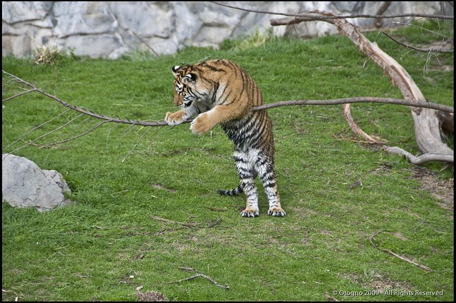 Tigre de Bengala (Panthera tigris tigris) @ Temaiken - Escobar - Argentina