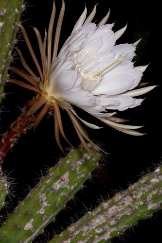 Harrisia simpsonii  (Simpson's prickly apple cactus), 10:30 PM | by KeithABradley