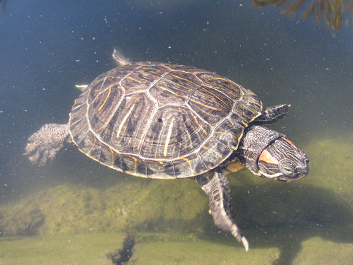 turtle at shopping center in calabasas | by lil 1/2 pint