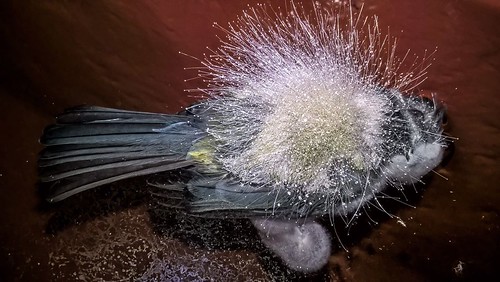 REINCARNATION-SECOND LIFE   #nature #mold #bird #naturelovers #light #death #live #amazing #surprise  #nat.geography #wildlifeaddicts #wildlifeplanet #awesome.earth #cuteanimalshot #nature_photograph #naturlover_gr #awesome_earthpix #i_macro_i #macro_visi | by Undernature_Cioni's photos