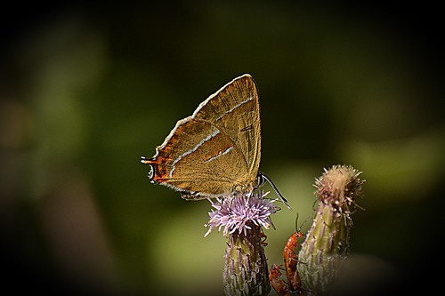 Brown hairsteak | by andrewsloan1964