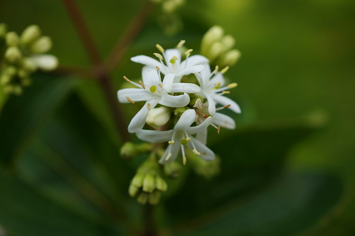 Heptacodium miconioides | by c.young