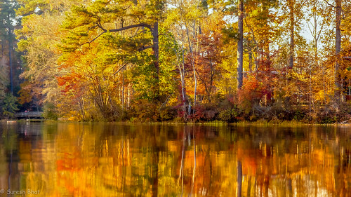 Fall Foliage | by sureshbhat