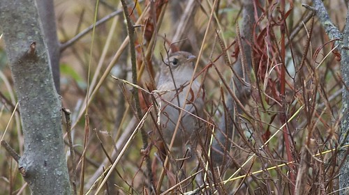 Sedge Wren | by Nick Pulcinella
