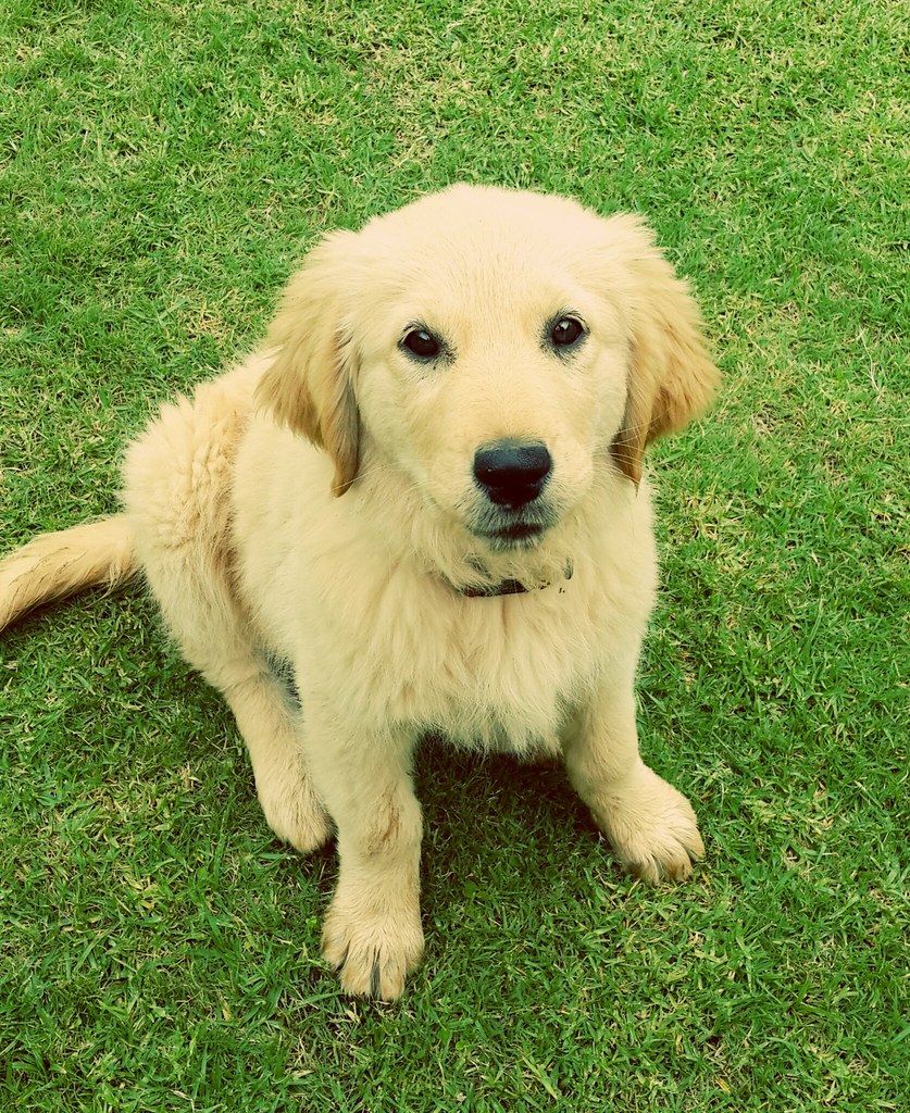 #twittertuesday #dogs