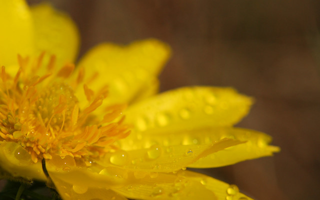 Adonis flower