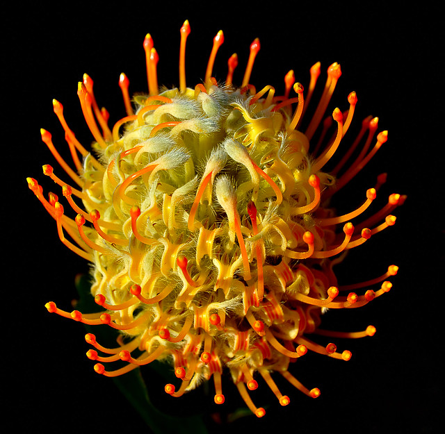 Exotische bloem - Exotic flower - Leucospermum cordifolium