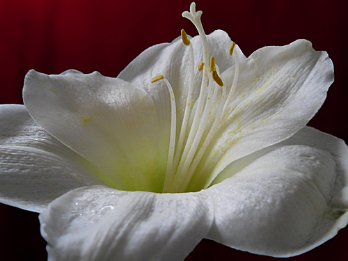 the beauty of a blossom2 | by *Gitpix*