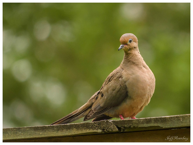 Mourning Dove