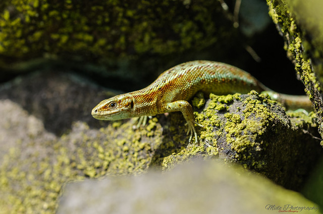 Common Lizard 11 16.07.17