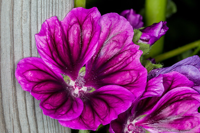 Magenta Bomb - _TNY_6240