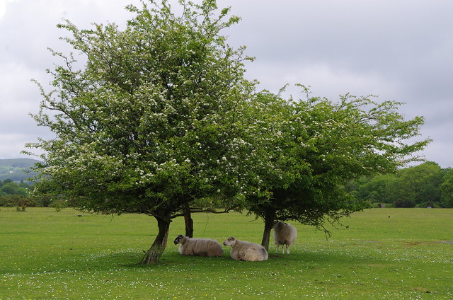 Under the trees